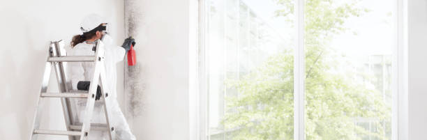 Professional Mold Removal in Noel, MO
